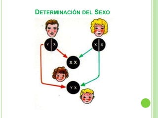 DETERMINACIÓN DEL SEXO 
 