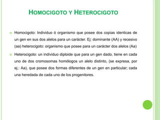 HOMOCIGOTO Y HETEROCIGOTO 
 Homocigoto: Individuo ó organismo que posee dos copias identicas de 
un gen en sus dos alelos para un carácter. Ej: dominante (AA) y recesivo 
(aa) heterocigoto: organismo que posee para un carácter dos alelos (Aa) 
 Heterocigoto: un individuo diploide que para un gen dado, tiene en cada 
uno de dos cromosomas homólogos un alelo distinto, (se expresa, por 
ej.: Aa), que posee dos formas diferentes de un gen en particular; cada 
una heredada de cada uno de los progenitores. 
 