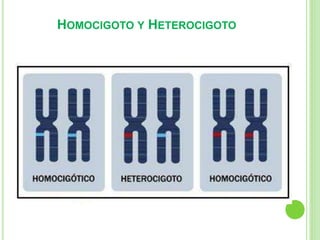 HOMOCIGOTO Y HETEROCIGOTO 
 