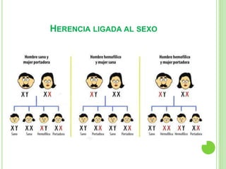 HERENCIA LIGADA AL SEXO 
 