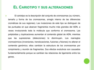 EL CARIOTIPO Y SUS ALTERACIONES 
 El cariotipo es la descripción del conjunto de cromosomas (su número, 
tamaño y forma de los cromosomas, arreglo interno de las diferencias 
cromáticas de sus regiones). Las mutaciones de este tipo se distinguen de 
las puntuales en que abarcan fragmentos mucho más grandes del ADN, a 
veces involucrando toda la molécula que conforma el cromosoma. Las 
poliploidias y duplicaciones aumentan el contenido global de ADN, mientras 
que las supresiones (delecciones) lo disminuyen. Los rearreglos 
cromosómicos (inversiones, translocaciones, fusiones y fisiones) no alteran el 
contenido genómico; ellos cambian la estructura de los cromosomas por 
rompimiento y reunión de fragmentos. Sus efectos evolutivos son causados 
fundamentalmente porque se cambian las relaciones de ligamiento entre los 
genes. 
