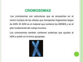 CROMOSOMAS 
Los cromosomas son estructuras que se encuentran en el 
centro (núcleo) de las células que transportan fragmentos largos 
de ADN. El ADN es el material que contiene los GENES y es el 
pilar fundamental del cuerpo humano. 
Los cromosomas también contienen proteínas que ayudan al 
ADN a existir en la forma apropiada. 
 