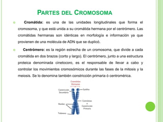 PARTES DEL CROMOSOMA 
 Cromátida: es una de las unidades longitudinales que forma el 
cromosoma, y que está unida a su cromátida hermana por el centrómero. Las 
cromátidas hermanas son idénticas en morfología e información ya que 
provienen de una molécula de ADN que se duplicó. 
 Centrómero: es la región estrecha de un cromosoma, que divide a cada 
cromátida en dos brazos (corto y largo). El centrómero, junto a una estructura 
proteica denominada cinetocoro, es el responsable de llevar a cabo y 
controlar los movimientos cromosómicos durante las fases de la mitosis y la 
meiosis. Se lo denomina también constricción primaria ó centromérica. 
 