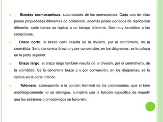  Bandas cromosomicas: subunidades de los cromosomas. Cada una de ellas 
posee propiedades diferentes de coloración, además posee periodos de replicación 
diferente, cada banda se replica a un tiempo diferente. Son muy sensibles a las 
radiaciones. 
 Brazo corto: el brazo corto resulta de la división, por el centrómero, de la 
cromátida. Se lo denomina brazo q y por convención, en los diagramas, se lo coloca 
en la parte superior. 
 Brazo largo: el brazo largo también resulta de la división, por el centrómero, de 
la cromátida. Se lo denomina brazo p y por convención, en los diagramas, se lo 
coloca en la parte inferior. 
 Telómero: corresponde a la porción terminal de los cromosomas, que si bien 
morfológicamente no se distingue, cumpliría con la función específica de impedir 
que los extremos cromosómicos se fusionen. 
 