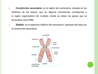  Constricción secundaria: es la región del cromosoma, ubicada en los 
extremos de los brazos, que en algunos cromosomas corresponde a 
la región organizadora del nucléolo, donde se sitúan los genes que se 
transcriben como ARN. 
 Satélite: es el segmento esférico del cromosoma, separado del resto por 
la constricción secundaria. 
 