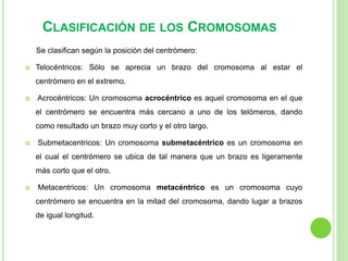 CLASIFICACIÓN DE LOS CROMOSOMAS 
Se clasifican según la posición del centrómero: 
 Telocéntricos: Sólo se aprecia un brazo del cromosoma al estar el 
centrómero en el extremo. 
 Acrocéntricos: Un cromosoma acrocéntrico es aquel cromosoma en el que 
el centrómero se encuentra más cercano a uno de los telómeros, dando 
como resultado un brazo muy corto y el otro largo. 
 Submetacentricos: Un cromosoma submetacéntrico es un cromosoma en 
el cual el centrómero se ubica de tal manera que un brazo es ligeramente 
más corto que el otro. 
 Metacentricos: Un cromosoma metacéntrico es un cromosoma cuyo 
centrómero se encuentra en la mitad del cromosoma, dando lugar a brazos 
de igual longitud. 
 