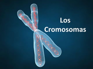 Los
Cromosomas
 