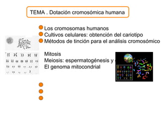 TEMA . Dotación cromosómica humana


     Los cromosomas humanos
     Cultivos celulares: obtención del cariotipo
     Métodos de tinción para el análisis cromosómico

     Mitosis
     Meiosis: espermatogénesis y ovogénesis
     El genoma mitocondrial
 
