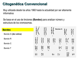 Cromosomas | PPT
