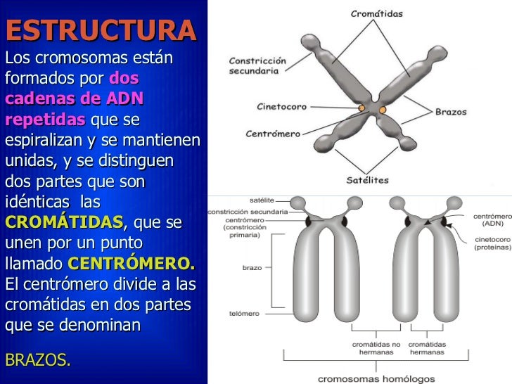 Cromosomas