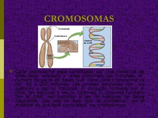 CROMOSOMAS
 Cada cromosoma está constituido por una molécula de
DNA larga asociada a otras proteínas, las histonas, el
número de pares de bases que tiene cada cromosoma va
de 50 a 250 millones. Las proteas asociadas son las
histonas y las no histonas. El conjunto formado por el
DNA, las histonas y las no histonas. El conjunto formado
por el DNA, las histonas y las no histonas se llama
cromatina, por eso se dice que la cromatina es el
material de que esté compuesto los cromosomas.
 