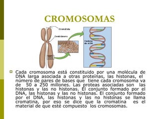 CROMOSOMAS
 Cada cromosoma está constituido por una molécula de
DNA larga asociada a otras proteínas, las histonas, el
número de pares de bases que tiene cada cromosoma va
de 50 a 250 millones. Las proteas asociadas son las
histonas y las no histonas. El conjunto formado por el
DNA, las histonas y las no histonas. El conjunto formado
por el DNA, las histonas y las no histonas se llama
cromatina, por eso se dice que la cromatina es el
material de que esté compuesto los cromosomas.
 