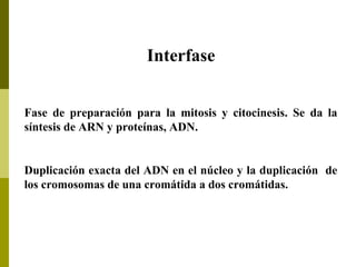 Interfase
Fase de preparación para la mitosis y citocinesis. Se da la
síntesis de ARN y proteínas, ADN.
Duplicación exacta del ADN en el núcleo y la duplicación de
los cromosomas de una cromátida a dos cromátidas.
 