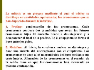 La mitosis es un proceso mediante el cual el núcleo se
distribuye en cantidades equivalentes, los cromosomas que se
han duplicado durante la interfase.
1. Profase: condensación de los cromosomas. Cada
cromosoma contiene dos cromátidas que serán los futuros
cromosomas hijos El nucleólo tiende a desintegrarse y a
desaparecer al final de la profase. En el citoplasma se forma el
huso entre los polos.
2. Metafase: Al inicio, la envoltura nuclear se desintegra y
hace una mezcla del nucleoplasma con el citoplasma. Los
cromosomas se unen a los microtúbulos del huso mediante sus
centrómeros. Alineación de los cromosomas en el ecuador de
la célula. Fase en que los cromosomas han alcanzado su
máxima contracción.
 