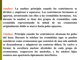 Anafase: La anafase principia cuando los centrómeros se
dividen y empiezan a separarse. Los centrómeros hermanos se
apartan, arrastrando con ellos a las cromátidas hermanas. Así,
durante la anafase se tiene dos grupos de cromátidas, cada
cromátida representando la mitad de un cromosoma
originalmente doble se mueve hacia polos opuestos.
Telofase: Principia cuando los centrómeros alcanzan los polos
del huso. Durante la telofase las cromátidas (que se pueden
considerar como cromosomas que consisten de una sola unidad)
se descondensan y adquieren un contorno difuso. Se vuelve a
formar la envoltura nuclear alrededor de cada grupo de
cromosomas, reaparecen los nucleolos, y los núcleos hijos
asumen una apariencia típicamente interfásica.
 