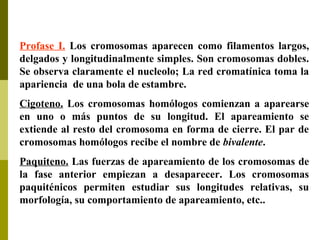 Profase I. Los cromosomas aparecen como filamentos largos,
delgados y longitudinalmente simples. Son cromosomas dobles.
Se observa claramente el nucleolo; La red cromatínica toma la
apariencia de una bola de estambre.
Cigoteno. Los cromosomas homólogos comienzan a aparearse
en uno o más puntos de su longitud. El apareamiento se
extiende al resto del cromosoma en forma de cierre. El par de
cromosomas homólogos recibe el nombre de bivalente.
Paquiteno. Las fuerzas de apareamiento de los cromosomas de
la fase anterior empiezan a desaparecer. Los cromosomas
paquiténicos permiten estudiar sus longitudes relativas, su
morfología, su comportamiento de apareamiento, etc..
 
