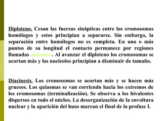 Diploteno. Cesan las fuerzas sinápticas entre los cromosomas
homólogos y estos principian a separarse. Sin embargo, la
separación entre homólogos no es completa. En uno o más
puntos de su longitud el contacto permanece por regiones
llamadas quiasmas. Al avanzar el diploteno los cromosomas se
acortan más y los nucleolos principian a disminuir de tamaño.
Diacinesis. Los cromosomas se acortan más y se hacen más
gruesos. Los quiasmas se van corriendo hacia los extremos de
los cromosomas (terminalización). Se observa a los bivalentes
dispersos en todo el núcleo. La desorganización de la envoltura
nuclear y la aparición del huso marcan el final de la profase I.
 