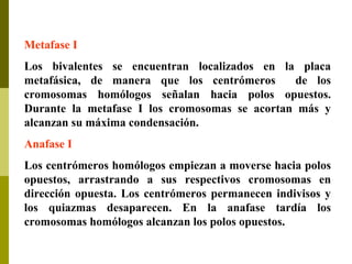 Metafase I
Los bivalentes se encuentran localizados en la placa
metafásica, de manera que los centrómeros de los
cromosomas homólogos señalan hacia polos opuestos.
Durante la metafase I los cromosomas se acortan más y
alcanzan su máxima condensación.
Anafase I
Los centrómeros homólogos empiezan a moverse hacia polos
opuestos, arrastrando a sus respectivos cromosomas en
dirección opuesta. Los centrómeros permanecen indivisos y
los quiazmas desaparecen. En la anafase tardía los
cromosomas homólogos alcanzan los polos opuestos.
 