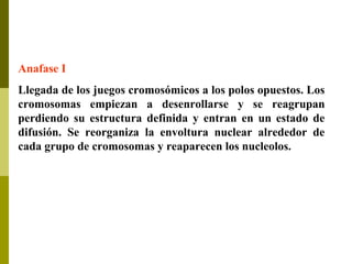 Anafase I
Llegada de los juegos cromosómicos a los polos opuestos. Los
cromosomas empiezan a desenrollarse y se reagrupan
perdiendo su estructura definida y entran en un estado de
difusión. Se reorganiza la envoltura nuclear alrededor de
cada grupo de cromosomas y reaparecen los nucleolos.
 