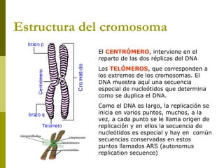 Estructura del cromosoma
El CENTRÓMERO, interviene en el
reparto de las dos réplicas del DNA
Los TELÓMEROS, que corresponden a
los extremos de los cromosomas. El
DNA muestra aquí una secuencia
especial de nucleótidos que determina
como se duplica el DNA.
Como el DNA es largo, la replicación se
inicia en varios puntos, muchos, a la
vez, a cada punto se le llama origen de
replicación y en ellos la secuencia de
nucleótidos es especial y hay en común
secuencias conservadas en estos
puntos llamados ARS (autonomus
replication secuence)
 