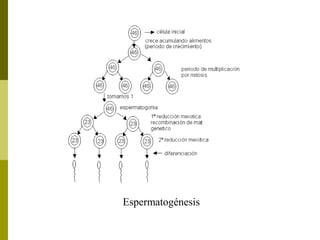 Espermatogénesis
 