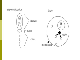 Cromosomas 1227375189742458-9