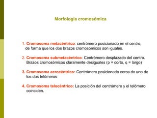 Morfología cromosómica
1. Cromosoma metacéntrico: centrómero posicionado en el centro,
de forma que los dos brazos cromosómicos son iguales.
2. Cromosoma submetacéntrico: Centrómero desplazado del centro.
Brazos cromosómicos claramente desiguales (p = corto, q = largo)
3. Cromosoma acrocéntrico: Centrómero posicionado cerca de uno de
los dos telómeros
4. Cromosoma telocéntrico: La posición del centrómero y el telómero
coinciden.
 