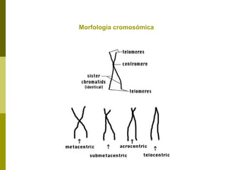 Morfología cromosómica
 