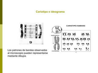 Cariotipo e ideograma
Los patrones de bandas observados
al microscopio pueden representarse
mediante dibujos
 