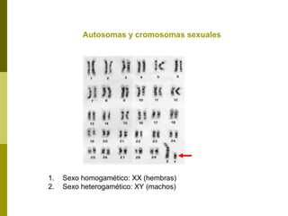 Autosomas y cromosomas sexuales
1. Sexo homogamético: XX (hembras)
2. Sexo heterogamético: XY (machos)
 