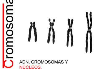 Cromosom
ADN, CROMOSOMAS Y
NÚCLEOS.
 