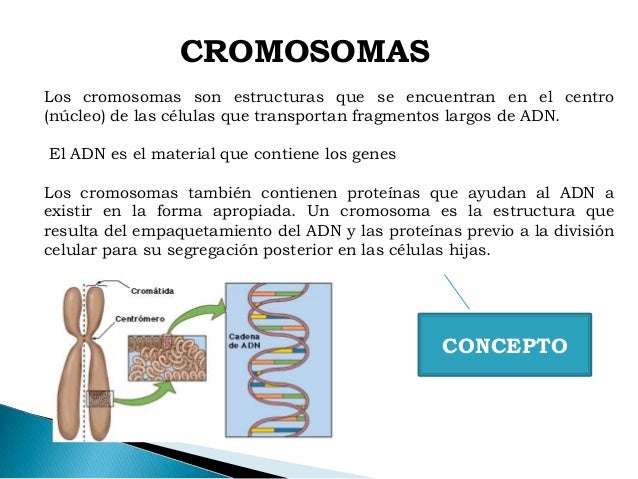 Cromosomas