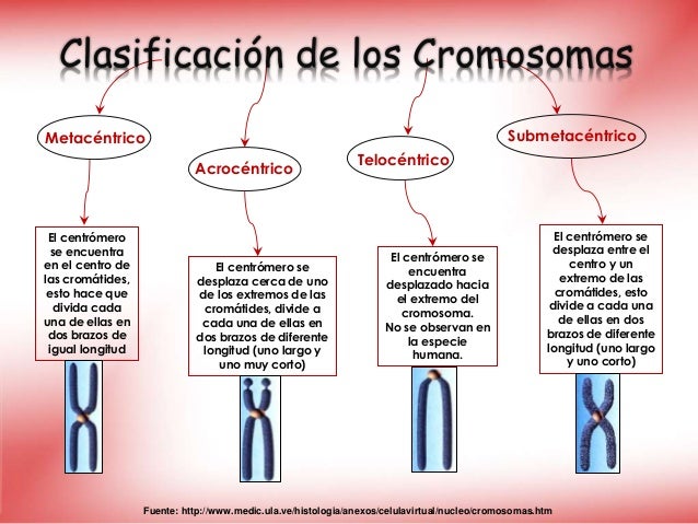 Cromosomas