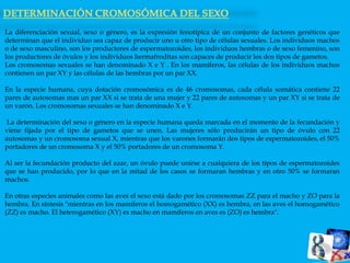 La diferenciación sexual, sexo o género, es la expresión fenotípica de un conjunto de factores genéticos que 
determinan que el individuo sea capaz de producir uno u otro tipo de células sexuales. Los individuos machos 
o de sexo masculino, son los productores de espermatozoides, los individuos hembras o de sexo femenino, son 
los productores de óvulos y los individuos hermafroditas son capaces de producir los dos tipos de gametos. 
Los cromosomas sexuales se han denominado X e Y . En los mamíferos, las células de los individuos machos 
contienen un par XY y las células de las hembras por un par XX. 
En la especie humana, cuya dotación cromosómica es de 46 cromosomas, cada célula somática contiene 22 
pares de autosomas mas un par XX si se trata de una mujer y 22 pares de autosomas y un par XY si se trata de 
un varón. Los cromosomas sexuales se han denominado X e Y. 
La determinación del sexo o género en la especie humana queda marcada en el momento de la fecundación y 
viene fijada por el tipo de gametos que se unen. Las mujeres sólo producirán un tipo de óvulo con 22 
autosomas y un cromosoma sexual X, mientras que los varones formarán dos tipos de espermatozoides, el 50% 
portadores de un cromosoma X y el 50% portadores de un cromosoma Y. 
Al ser la fecundación producto del azar, un óvulo puede unirse a cualquiera de los tipos de espermatozoides 
que se han producido, por lo que en la mitad de los casos se formaran hembras y en otro 50% se formaran 
machos. 
En otras especies animales como las aves el sexo está dado por los cromosomas ZZ para el macho y ZO para la 
hembra. En síntesis "mientras en los mamíferos el homogamético (XX) es hembra, en las aves el homogamético 
(ZZ) es macho. El heterogamético (XY) es macho en mamíferos en aves es (ZO) es hembra". 
 