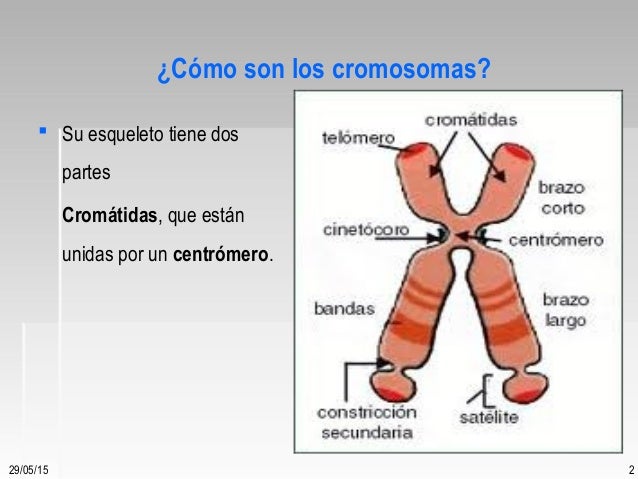 Cromosomas