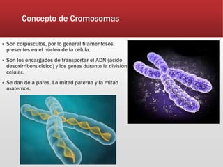 Concepto de Cromosomas
 Son corpúsculos, por lo general filamentosos,
presentes en el núcleo de la célula.
 Son los encargados de transportar el ADN (ácido
desoxirribonucleico) y los genes durante la división
celular.
 Se dan de a pares. La mitad paterna y la mitad
maternos.
 