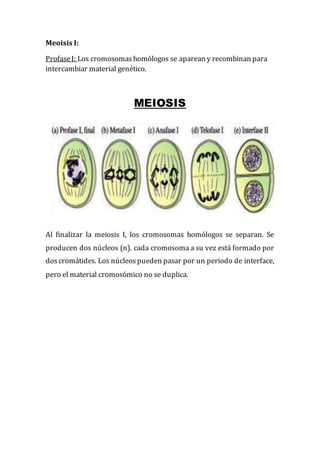 Meoisis I:
ProfaseI: Los cromosomashomólogos se aparean y recombinan para
intercambiar material genético.
MEIOSIS
Al finalizar la meiosis I, los cromosomas homólogos se separan. Se
producen dos núcleos (n). cada cromosoma a su vez está formado por
doscromátides. Los núcleospueden pasar por un periodo de interface,
pero el material cromosómico no se duplica.
 