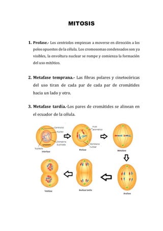 MITOSIS
1. Profase.- Los centriolos empiezan a moverse en dirección a los
polosopuestos dela célula. Los cromosomascondensadosson ya
visibles, la envoltura nuclear se rompe y comienza la formación
del uso mitótico.
2. Metafase temprana.- Las fibras polares y cinetocóricas
del uso tiran de cada par de cada par de cromátides
hacia un lado y otro.
3. Metafase tardía.-Los pares de cromátides se alinean en
el ecuador de la célula.
 