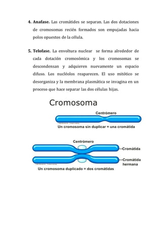 4. Anafase. Las cromátides se separan. Las dos dotaciones
de cromosomas recién formados son empujadas hacia
polos opuestos de la célula.
5. Telofase. La envoltura nuclear se forma alrededor de
cada dotación cromosómica y los cromosomas se
descondensan y adquieren nuevamente un espacio
difuso. Los nucléolos reaparecen. El uso mitótico se
desorganiza y la membrana plasmática se invagina en un
proceso que hace separar las dos células hijas.
 
