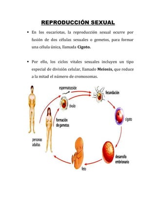 REPRODUCCIÓN SEXUAL
 En los eucariotas, la reproducción sexual ocurre por
fusión de dos células sexuales o gemetos, para formar
una célula única, llamada Cigoto.
 Por ello, los ciclos vitales sexuales incluyen un tipo
especial de división celular, llamado Meiosis, que reduce
a la mitad el número de cromosomas.
 