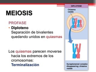 MEIOSIS
PROFASE
• Diploteno
Separación de bivalentes
quedando unidos en quiasmas
Los quiasmas parecen moverse
hacia los extremos de los
cromosomas:
Terminalización
 