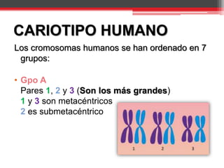 CARIOTIPO HUMANO
Los cromosomas humanos se han ordenado en 7
grupos:
• Gpo A
Pares 1, 2 y 3 (Son los más grandes)
1 y 3 son metacéntricos
2 es submetacéntrico
 