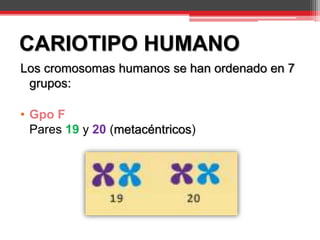 CARIOTIPO HUMANO
Los cromosomas humanos se han ordenado en 7
grupos:
• Gpo F
Pares 19 y 20 (metacéntricos)
 
