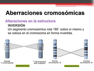 Alteraciones en la estructura
INVERSIÓN
Un segmento cromosómico rota 180´ sobre sí mismo y
se coloca en el cromosoma en forma invertida.
Aberraciones cromosómicas
 
