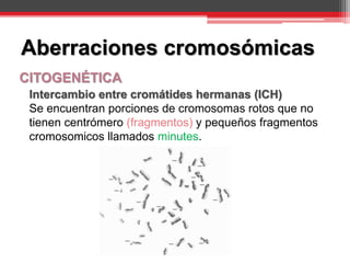 CITOGENÉTICA
Intercambio entre cromátides hermanas (ICH)
Se encuentran porciones de cromosomas rotos que no
tienen centrómero (fragmentos) y pequeños fragmentos
cromosomicos llamados minutes.
Aberraciones cromosómicas
 