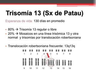 Esperanza de vida: 130 días en promedio
• 80%  Trisomía 13 regular o libre
• 20%  Mosaicos en una línea trisómica 13 y otra
normal y trisomías por translocación robertsoniana
• Translocación robertsoniana frecuente: 13q13q
Trisomía 13 (Sx de Patau)
 