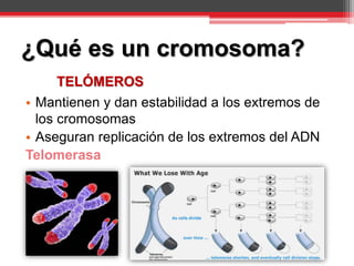 TELÓMEROS
• Mantienen y dan estabilidad a los extremos de
los cromosomas
• Aseguran replicación de los extremos del ADN
Telomerasa
¿Qué es un cromosoma?
 