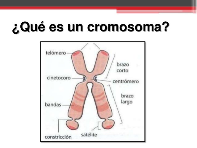 Resultado de imagen para cromosoma