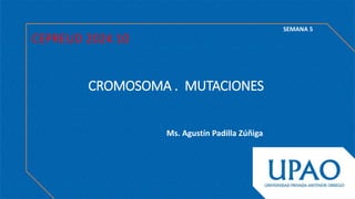 CROMOSOMA . MUTACIONES
CEPREUD 2024 10
Ms. Agustín Padilla Zúñiga
SEMANA 5
 