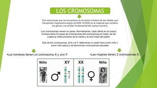 LOS CROMOSOMAS
Son estructuras que se encuentran en el centro (núcleo) de las células que
transportan fragmentos largos de ADN. El ADN es el material que contiene
los genes y es el pilar fundamental del cuerpo humano.
Los cromosomas vienen en pares. Normalmente, cada célula en el cuerpo
humano tiene 23 pares de cromosomas (46 cromosomas en total), de los
cuales la mitad proviene de la madre y la otra mitad del padre.
Dos de los cromosomas, el X y el Y, determinan si usted nace como niño o
como niña (sexo) y se denominan cromosomas sexuales.
•Las mujeres tienen 2 cromosomas X.•Los hombres tienen un cromosoma X y uno Y.
 